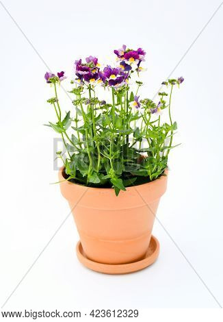 Beautiful Mix Viloet -white And Yellow Verbena Flowers Blooming  With Branch And Green Leaves In Bro