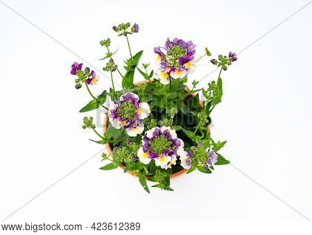 Beautiful Mix Viloet -white And Yellow Verbena Flowers Blooming  With Branch And Green Leavest On Wh