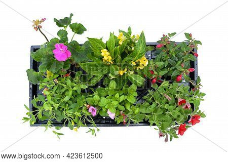 Top View Mix Corlors Flowers Petunia  ,verbena, Chinese Wool And Geranium Flowers In Plastic Black S