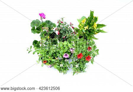 Top View Mix Corlors Flowers Petunia  ,verbena, Chinese Wool And Geranium Flowers In Plastic Black S