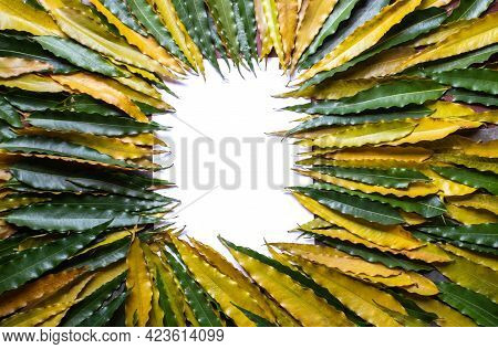 Creative White Layout Copy Space With False Ashoka Or Polyalthia Longifolia Leaves In Horizontal Ori