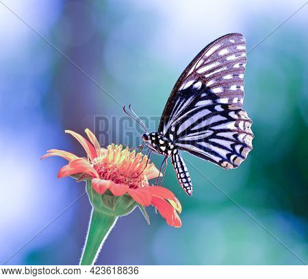 A Butterfly On A Flower In Garden