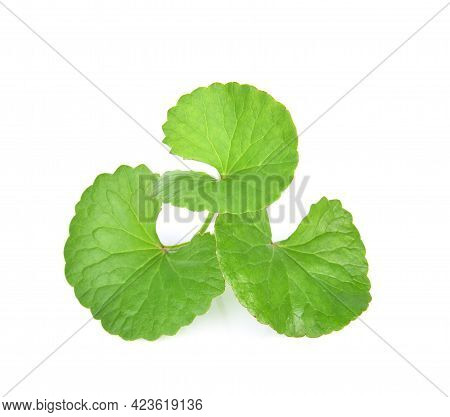 A Centella Asiatica Isolated On White Background.