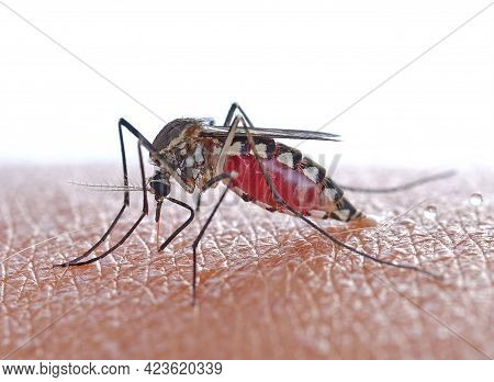 Close Up A Mosquito Sucking Human Blood,