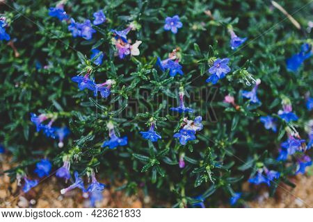 Native Australian Lithadora Plant With Blue Purple Flowers Outdoor In Sunny Backyard