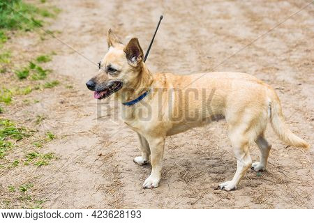 A Very Little Puppy Is Running Happily With Floppy Ears Trough A Garden With Green Grass. It Almost 