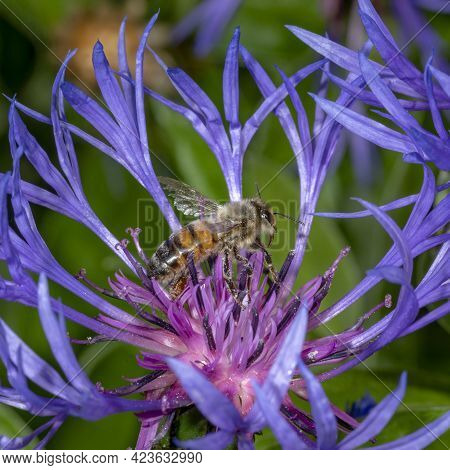 Cornflower With Flying Honeybee In Front Of Green Blurred Background