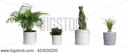 Set With Different Beautiful Houseplants On White Background. Banner Design