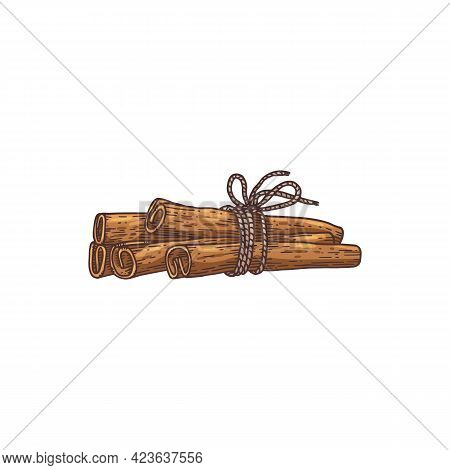 Cinnamon Rolled Sticks Heap, Engraving Hand Drawn Vector Illustration Isolated.