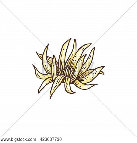 Star Anise Flower, Plant Badyan Natural And Medicine Herb.