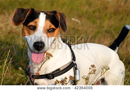 Jack Russel teriér