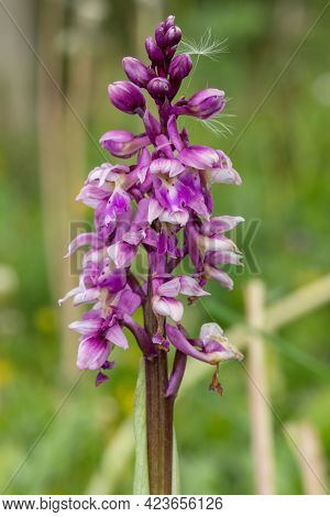 Close Up Of An Early Purple Orchid (orchis Mascula) Flower In Bloom