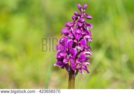 Close up of an early purple orchid (orchis mascula) flower in bloom