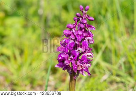 Close Up Of An Early Purple Orchid (orchis Mascula) Flower In Bloom