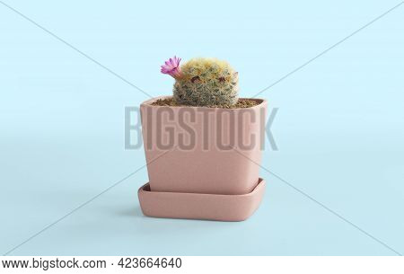 Mammillaria Schiedeana Cactus Pots On Blue Background