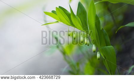 Polygonatum Odoratum, Polygonatum Officinale, White Forest Flowers In Bloom, Springtime Wild Floweri
