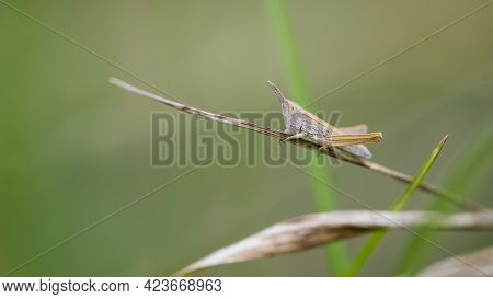 Common Field Grasshopper Resting On A Dry Stalk Of Grass. Isolated On Light Green Background. Side V
