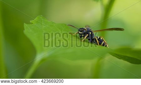 Wasp On A Green Leaf. Parts Of The Body Of A Wasp Close-up. Insect Close-up. Yellow Pattern On The B