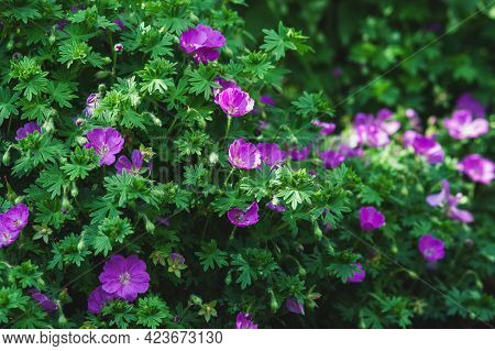 Geranium Sanguineum - Bloody Crane's-bill Flowering Plant In The Shade Of Summer Garden