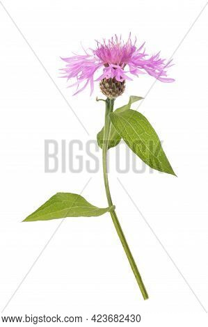 Pink Centaurea Flower Isolated On White Background