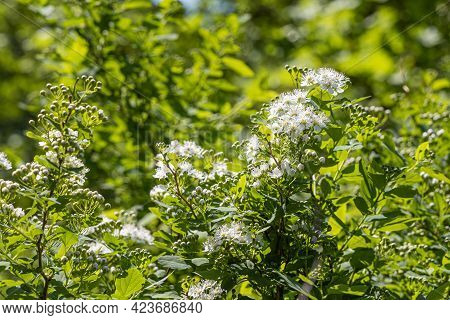 Branch Of Ninebark Tree With White Flowers And Green Leaves And Buds Blooms On A Green Blurred Backg