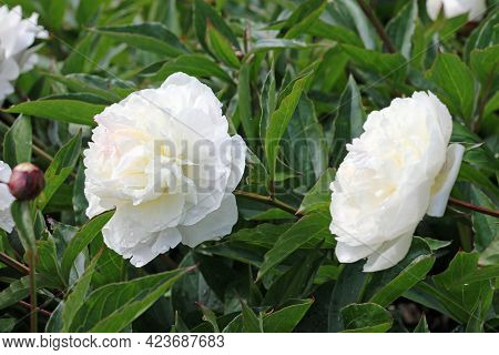 White Double Peony, Paeonia Lactiflora Variety Festiva Maxima, Flowers With Other Flowers And Buds B