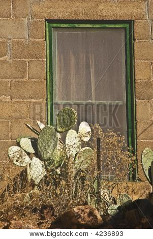 Cactus ja ikkuna