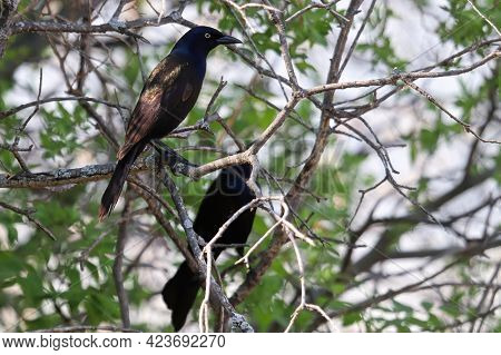 Two Common Grackles Sit In A Tree