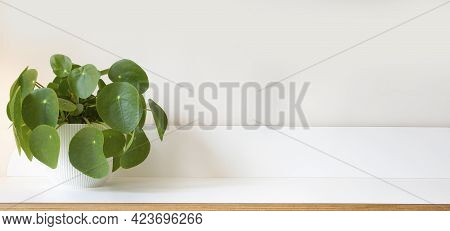 Pilea Peperomioides, Money Plant On White Wooden Shelf And Modern White Background Texture,stylish M