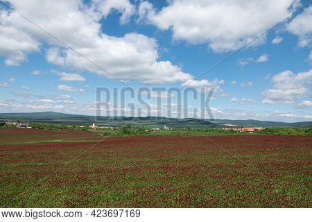 Idyllic Landscape And A Flowering Crimson Clover Farmland