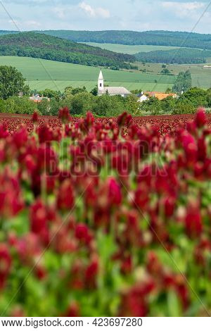 Idyllic Landscape And A Flowering Crimson Clover Farmland