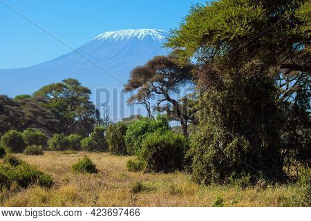 Impressive travel to Amboseli Park, Kenya. Savanna with rare bushes and desert acacies. The famous snow peak of Kilimanjaro. The concept of exotic, ecological and photo 