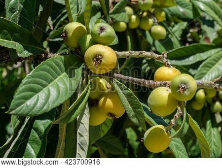 Medlar Fruits On A Tree. Medlar Close Up. Medlar In Nature.