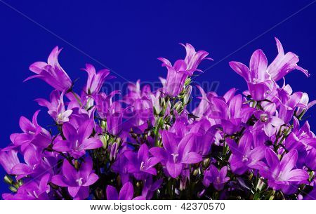Violet blomst Campanula