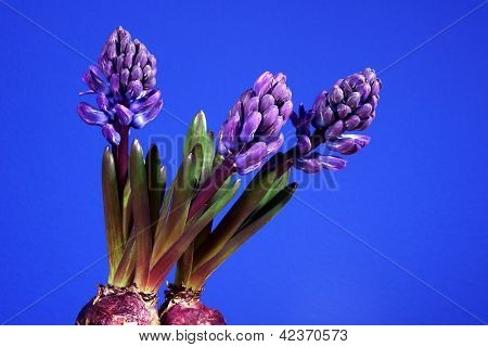 Violet blomst Hyacinth
