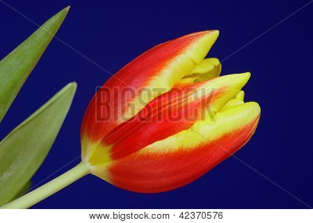 Røde og gule tulip flower