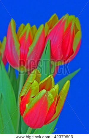 Rød og gul tulipan blomster