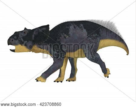 Chasmosaurus Juvenile Dinosaur 3d Illustration - Chasmosaurus Was A Ceratopsian Herbivorous Dinosaur