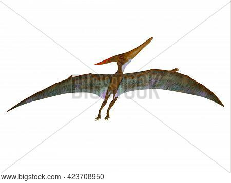 Pteranodon Wings Extended 3d Illustration - Pteranodon Was A Carnivorous Pterosaur Reptile That Flew
