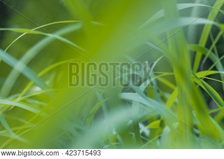 Green Long Grass Close Up In The Afternoon Of Summer.