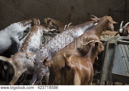 Domestic Goats Eats Fodder From 	Troug In The Barn. Selective Focus