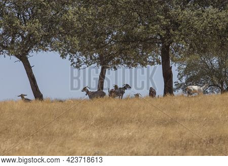 Domestic Goats Grazing Yellow Pastures. Flock Protected From Summer Sun Under Oak Trees