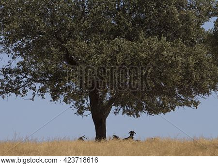Domestic Goats Grazing Yellow Pastures. Flock Protected From Summer Sun Under Oak Trees
