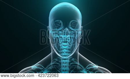Translucent Skeleton Translucent 3d Render Image & Photo (Free Trial) | Bigstock