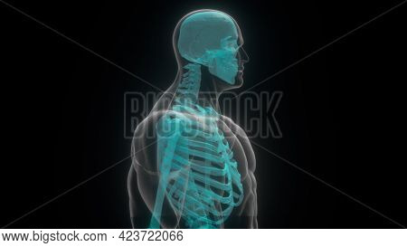 Translucent 3d Render Skull And Humerus On Digital Surface. Full Anatomical Scan Upper Skeleton. Dig