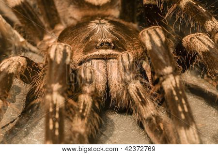 Tarantula Spider