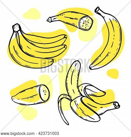 Ripe Bananas Delicious Tropical Fruit Individually Peeled And In A Bunch In Sketch Style For Design 