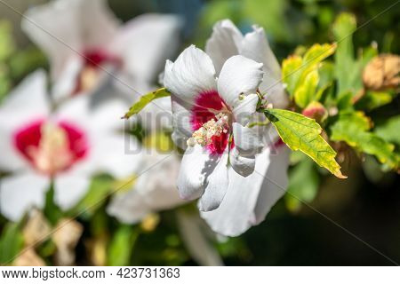 White Flowers Of Hibiscus Grandiflorus, The Swamp Rosemallow. Close-up Of A Crimsoneyed Rosemallow F