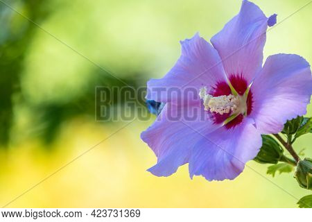 White Flowers Of Hibiscus Grandiflorus, The Swamp Rosemallow. Close-up Of A Crimsoneyed Rosemallow F