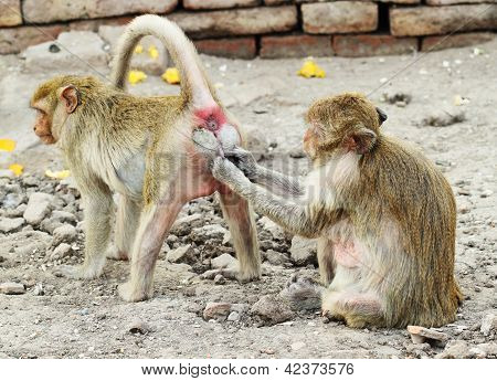 Dois macaco descansando